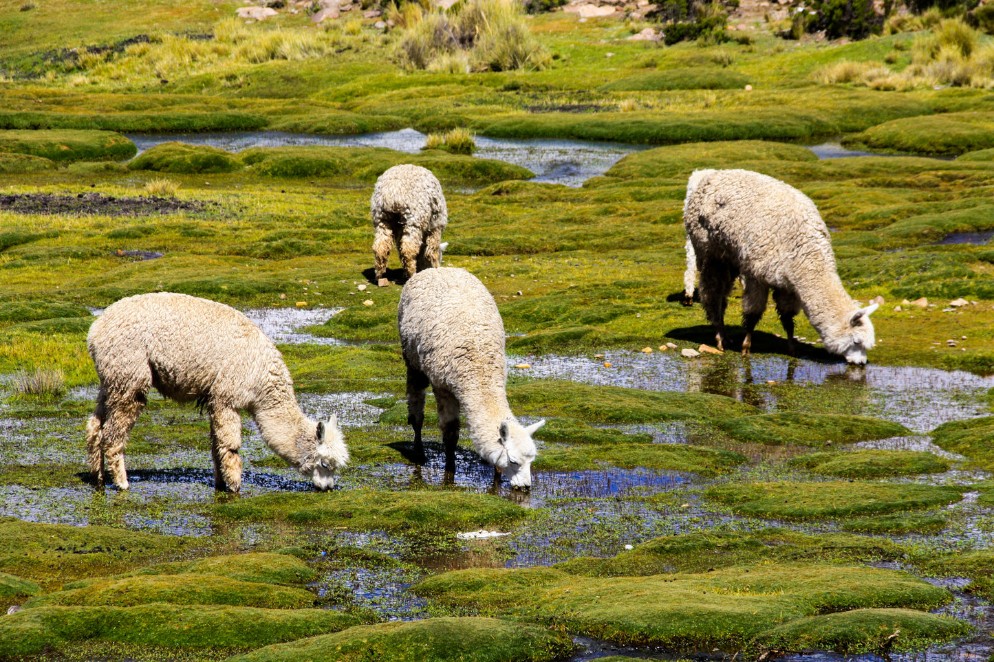 Flock of alpacas grazing in a marsh.